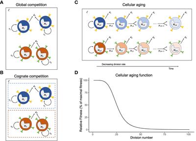 Effect of cellular aging on memory T-cell homeostasis